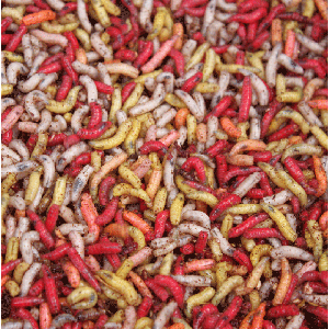Maggots 300 x 300