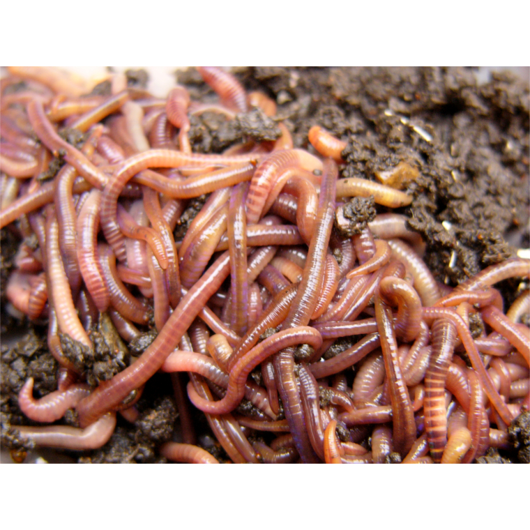 Worms 760 x 760